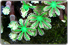 Clove Polyps-Green. BZA Husbandry Saved